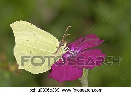 "Brimstone (Gonepteryx rhamni), sucking nectar at Rse Campion (Silene coronaria), Baden-Wurttemberg, Germany, Europe" View Large Photo Image Stock Photo - "Brimstone (Gonepteryx rhamni), sucking nectar at Rse Campion (Silene coronaria), Baden-Wurttemberg, Germany, Europe". Fotosearch