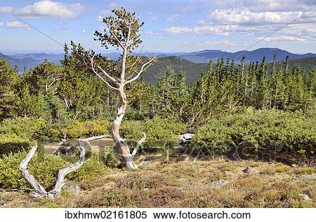 Stock Photography - "Bristlecone Pine Forest, forest of long-living Great Basin Bristlecone Pines (Pinus longaeva), Mt. Goliath Natural Area, Mt. Evans Scenic Byway, Idaho Springs, Colorado, USA". Fotosearch