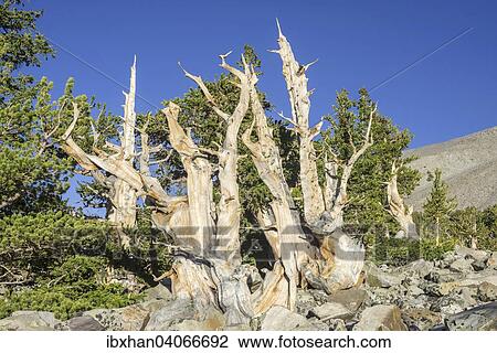 "Bristlecone Pine (Pinus longaeva), Great Basin National Park, Baker, Nevada, United States, North America" View Large Photo Image Stock Image - "Bristlecone Pine (Pinus longaeva), Great Basin National Park, Baker, Nevada, United States, North America". Fotosearch