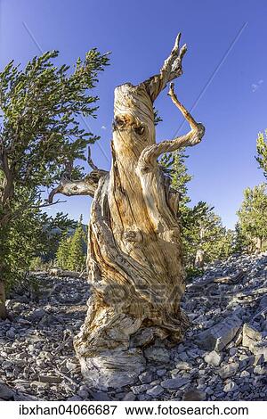 "Bristlecone Pine (Pinus longaeva), Great Basin National Park, Baker, Nevada, United States, North America" View Large Photo Image Stock Photo - "Bristlecone Pine (Pinus longaeva), Great Basin National Park, Baker, Nevada, United States, North America". Fotosearch