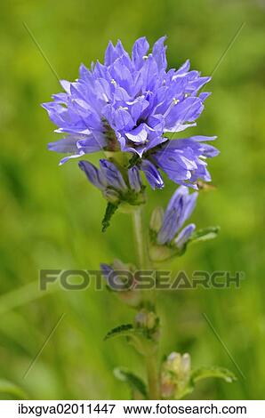 "Bristly Bellflower (Campanula cervicaria), Switzerland, Europe" View Large Photo Image Stock Photo - "Bristly Bellflower (Campanula cervicaria), Switzerland, Europe". Fotosearch