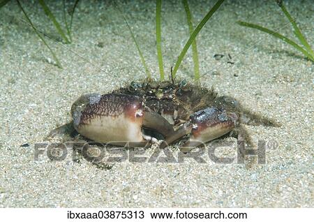 "Bristly Crab, Hairy Crab (Pilumnus hirtellus), Black Sea, Crimea, Russia, Europe" View Large Photo Image Stock Image - "Bristly Crab, Hairy Crab (Pilumnus hirtellus), Black Sea, Crimea, Russia, Europe". Fotosearch