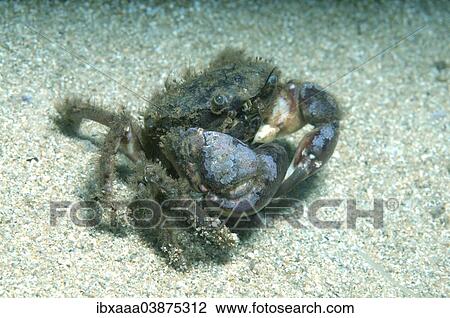 "Bristly Crab or Hairy Crab (Pilumnus hirtellus), Black Sea, Crimea, Russia, Europe" View Large Photo Image Stock Image - "Bristly Crab or Hairy Crab (Pilumnus hirtellus), Black Sea, Crimea, Russia, Europe". Fotosearch