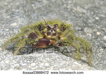"Bristly Crab (Pilumnus hirtellus), Black Sea, Crimea, Russia, Europe" View Large Photo Image Stock Image - "Bristly Crab (Pilumnus hirtellus), Black Sea, Crimea, Russia, Europe". Fotosearch