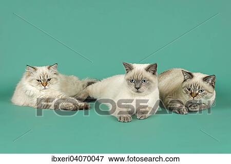 British Longhair and Shorthair cats View Large Photo Image Stock Photo - British Longhair and Shorthair cats. Fotosearch