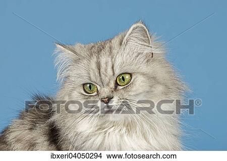 British Longhair Cat View Large Photo Image Picture - British Longhair Cat. Fotosearch