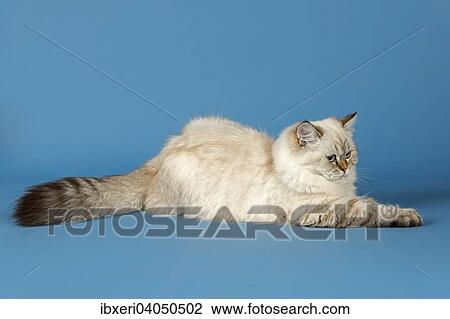 Stock Image - British Longhair Cat. Fotosearch