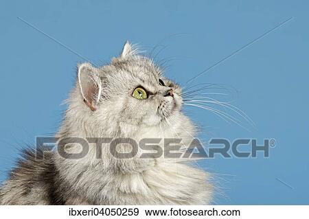 British Longhair Cat View Large Photo Image Stock Photo - British Longhair Cat. Fotosearch