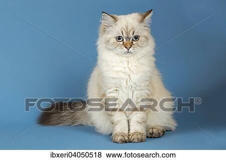 British Longhair Cat View Large Photo Image Stock Photo - British Longhair Cat. Fotosearch