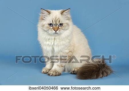 British Longhair Cat View Large Photo Image Stock Photograph - British Longhair Cat. Fotosearch