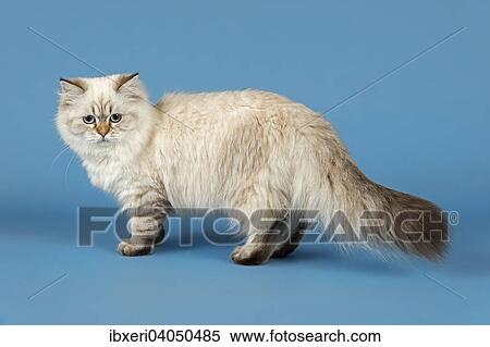 British Longhair Cat View Large Photo Image Stock Photography - British Longhair Cat. Fotosearch