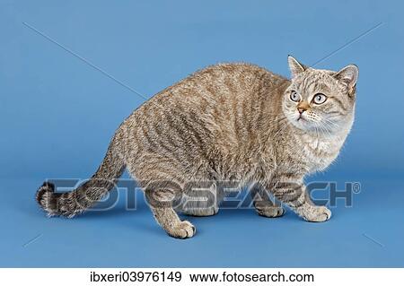 Stock Photo - "British Shorthair cat, 1. 5 years Color Seal Lynx Point". Fotosearch