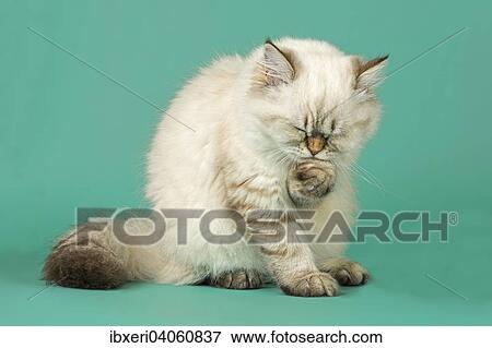 British Shorthair cat grooming View Large Photo Image Stock Photo - British Shorthair cat grooming. Fotosearch