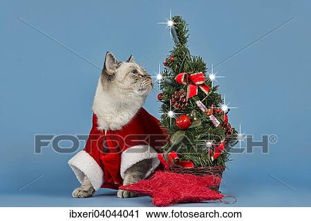 British Shorthair cat in christmas costume with Christmas tree View Large Photo Image Stock Image - British Shorthair cat in christmas costume with Christmas tree. Fotosearch