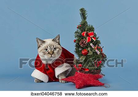 British Shorthair cat in christmas costume with Christmas tree View Large Photo Image Stock Photo - British Shorthair cat in christmas costume with Christmas tree. Fotosearch