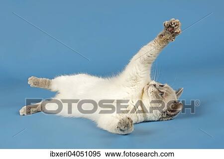 British Shorthair Cat lying on its back View Large Photo Image Stock Photography - British Shorthair Cat lying on its back. Fotosearch