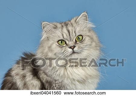 British Shorthair cat View Large Photo Image Stock Image - British Shorthair cat. Fotosearch