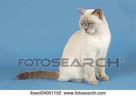 British Shorthair Cat View Large Photo Image Stock Image - British Shorthair Cat. Fotosearch