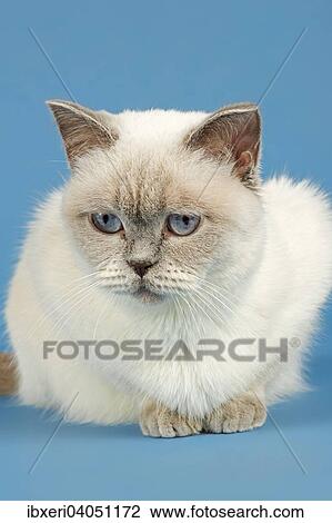 British Shorthair Cat View Large Photo Image Stock Image - British Shorthair Cat. Fotosearch