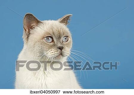 British Shorthair Cat View Large Photo Image Stock Photo - British Shorthair Cat. Fotosearch