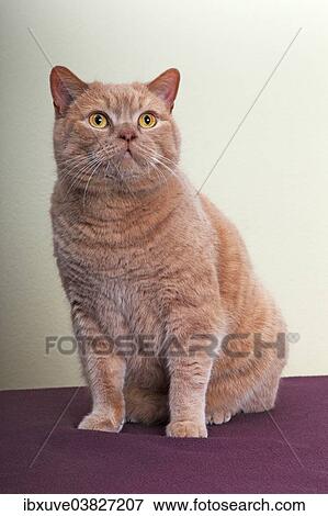 British Shorthair cat View Large Photo Image Stock Photo - British Shorthair cat. Fotosearch