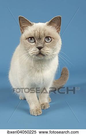 British Shorthair Cat View Large Photo Image Stock Photography - British Shorthair Cat. Fotosearch