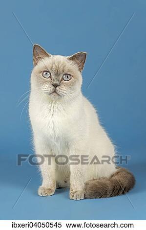 British Shorthair Cat View Large Photo Image Stock Photography - British Shorthair Cat. Fotosearch