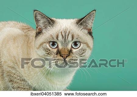 British Shorthair Cat View Large Photo Image Stock Photography - British Shorthair Cat. Fotosearch