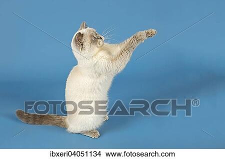 British Shorthair Cat with raised paws View Large Photo Image Picture - British Shorthair Cat with raised paws. Fotosearch