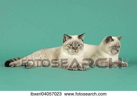 British Shorthair Cats View Large Photo Image Stock Image - British Shorthair Cats. Fotosearch