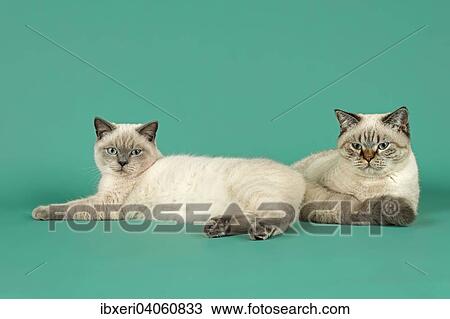 British Shorthair Cats View Large Photo Image Stock Image - British Shorthair Cats. Fotosearch