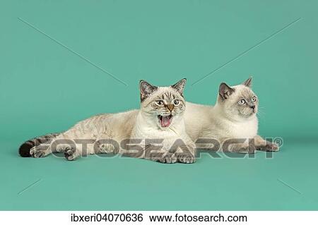 British Shorthair cats View Large Photo Image Stock Photograph - British Shorthair cats. Fotosearch