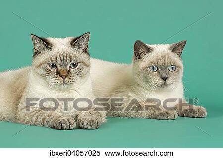 British Shorthair Cats View Large Photo Image Stock Photography - British Shorthair Cats. Fotosearch