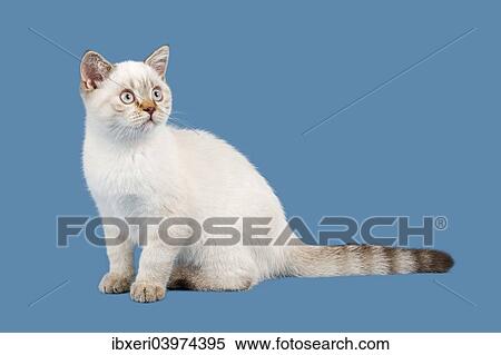 lynx point shorthair