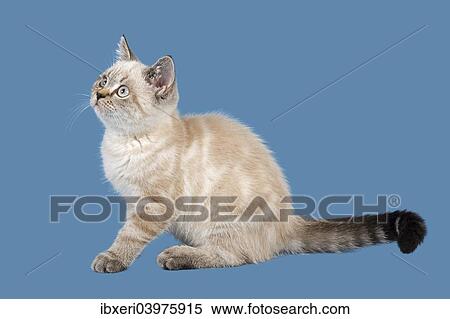 "British Shorthair Kitten, 10 weeks, Color Seal Lynx Point" View Large Photo Image Stock Photography - "British Shorthair Kitten, 10 weeks, Color Seal Lynx Point". Fotosearch