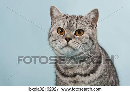 British Shorthair Tabby Male Cat Portrait Stock Photo