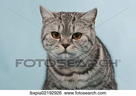 British Shorthair Tabby Male Cat Portrait Stock Photograph