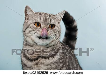 "British Shorthair tabby, male cat, with tongue on nose" View Large Photo Image Stock Photography - "British Shorthair tabby, male cat, with tongue on nose". Fotosearch