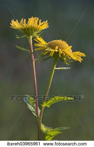 "British Yellowhead or Meadow Fleabane (Inula britannica), Burgenland, Austria, Europe" View Large Photo Image Stock Image - "British Yellowhead or Meadow Fleabane (Inula britannica), Burgenland, Austria, Europe". Fotosearch