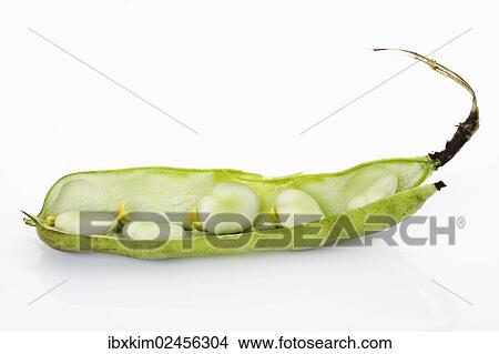 Picture - Broad Beans (Vicia faba). Fotosearch