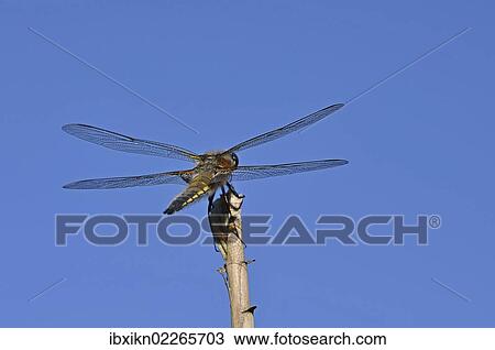 Stock Image - Broad-bodied chaser (Libellula depressa). Fotosearch