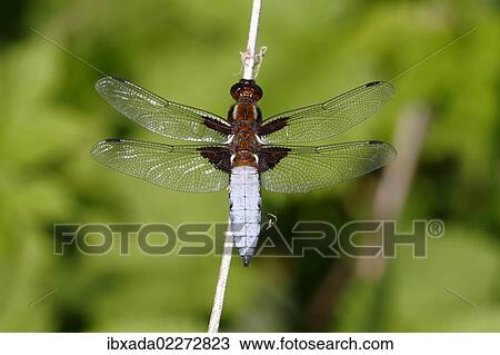 "Broad-bodied chaser (Libellula depressa), male perched on reed, Huehnermoor marsh near Marienfeld, Guetersloh, North Rhine-Westphalia, Germany, Europe" View Large Photo Image Stock Image - "Broad-bodied chaser (Libellula depressa), male perched on reed, Huehnermoor marsh near Marienfeld, Guetersloh, North Rhine-Westphalia, Germany, Europe". Fotosearch