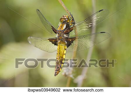 Stock Image - "Broad-bodied Chaser (Libellula depressa), female, on dead plant stem, South Wales, United Kingdom, Europe". Fotosearch