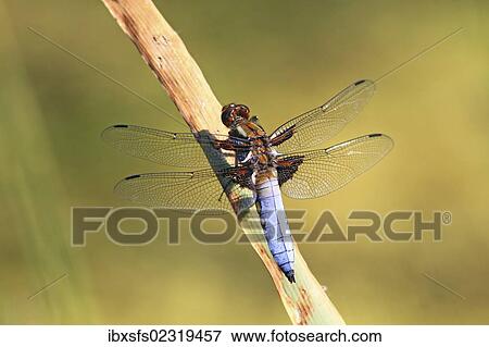 "Broad-bodied Chaser (Libellula depressa), perched on a blade" View Large Photo Image Stock Photo - "Broad-bodied Chaser (Libellula depressa), perched on a blade". Fotosearch