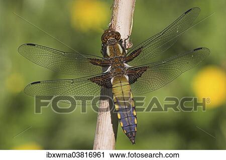 "Broad-bodied Chaser or Broad-bodied Darter (Libellula depressa), colouring is yet to be completed, Hessen, Germany, Europe" View Large Photo Image Stock Image - "Broad-bodied Chaser or Broad-bodied Darter (Libellula depressa), colouring is yet to be completed, Hessen, Germany, Europe". Fotosearch