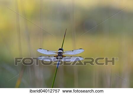 "Broad-bodied Chaser or Broad-bodied Darter (Libellula depressa) on rush, Grosses Veen, North Rhine-Westphalia, Germany, Europe" View Large Photo Image Stock Photo - "Broad-bodied Chaser or Broad-bodied Darter (Libellula depressa) on rush, Grosses Veen, North Rhine-Westphalia, Germany, Europe". Fotosearch