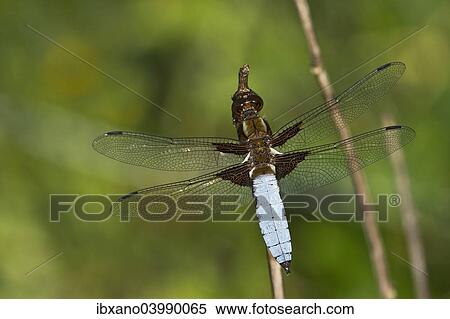 "Broad-bodied Chaser or Broad-bodied Darter (Libellula depressa), male, Burgenland, Austria, Europe" View Large Photo Image Stock Photography - "Broad-bodied Chaser or Broad-bodied Darter (Libellula depressa), male, Burgenland, Austria, Europe". Fotosearch