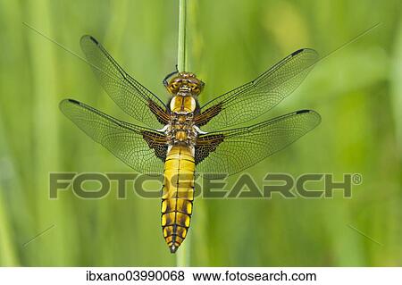 Stock Photo - "Broad-bodied Chaser or (Libellula depressa), female, Burgenland, Austria, Europe". Fotosearch