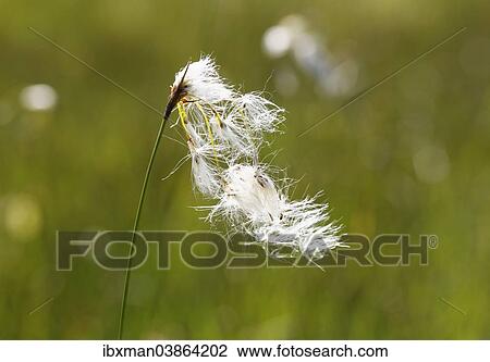"Broad-leaved Cotton Grass (Eriophorum latifolium), Kirchseemoor, Upper Bavaria, Bavaria, Germany, Europe" View Large Photo Image Stock Image - "Broad-leaved Cotton Grass (Eriophorum latifolium), Kirchseemoor, Upper Bavaria, Bavaria, Germany, Europe". Fotosearch
