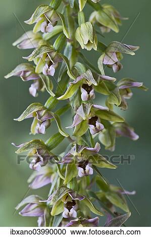 "Broad-leaved Helleborine (Epipactis helleborine), Burgenland, Austria, Europe" View Large Photo Image Stock Image - "Broad-leaved Helleborine (Epipactis helleborine), Burgenland, Austria, Europe". Fotosearch